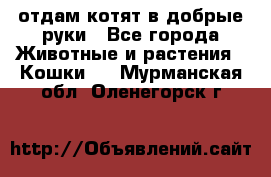 отдам котят в добрые руки - Все города Животные и растения » Кошки   . Мурманская обл.,Оленегорск г.